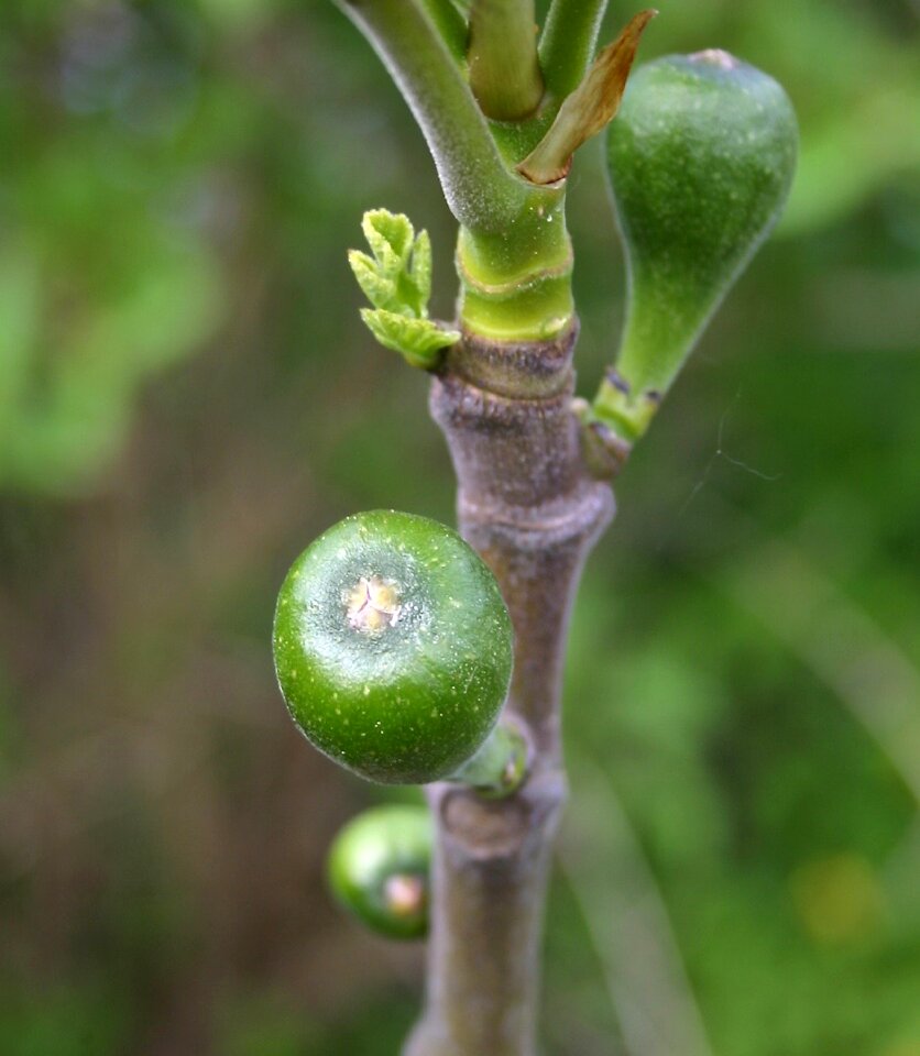 Fruits plant food