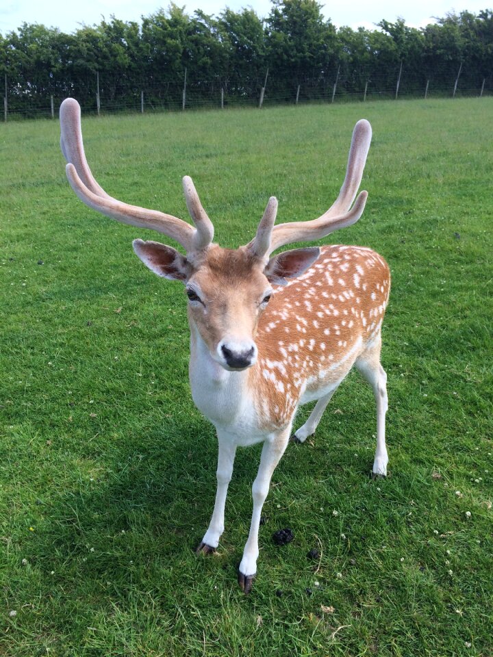 Nature wildlife wild