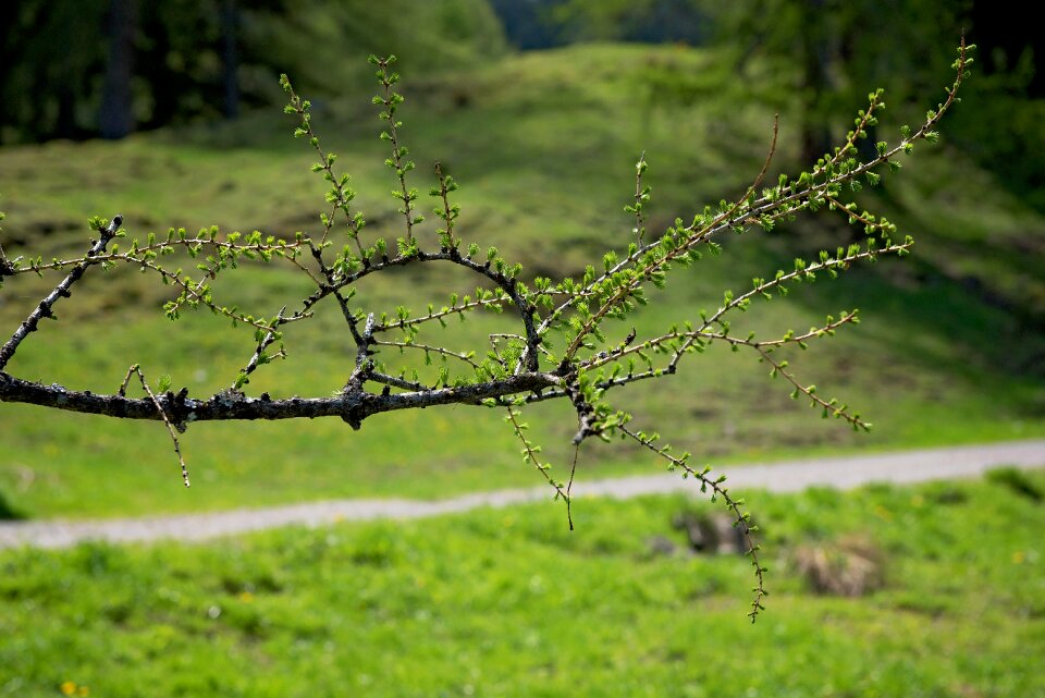Branch larch nature