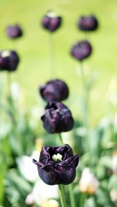 Spring exotic beautiful