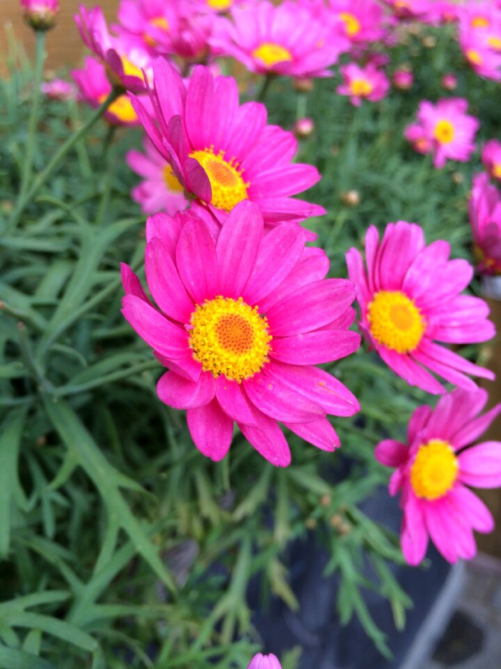 Pink flower summer spring
