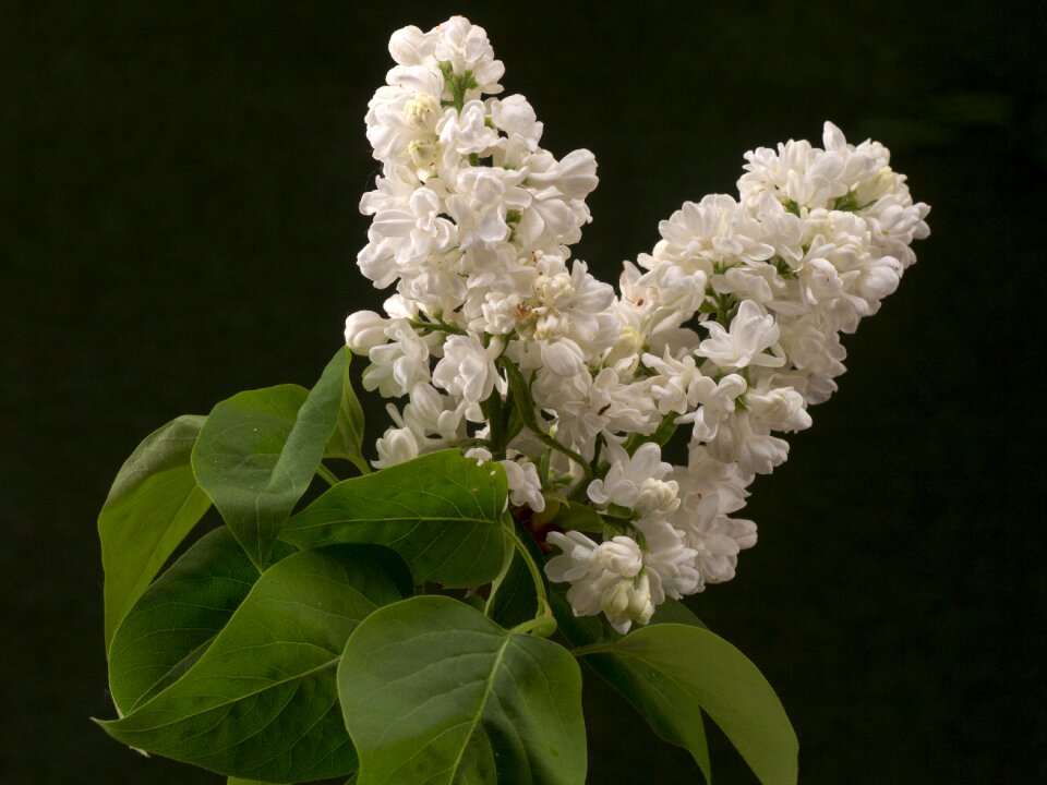 Macro ornamental shrub lilac branch