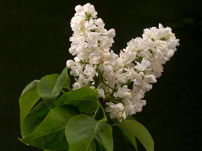 Macro ornamental shrub lilac branch photo