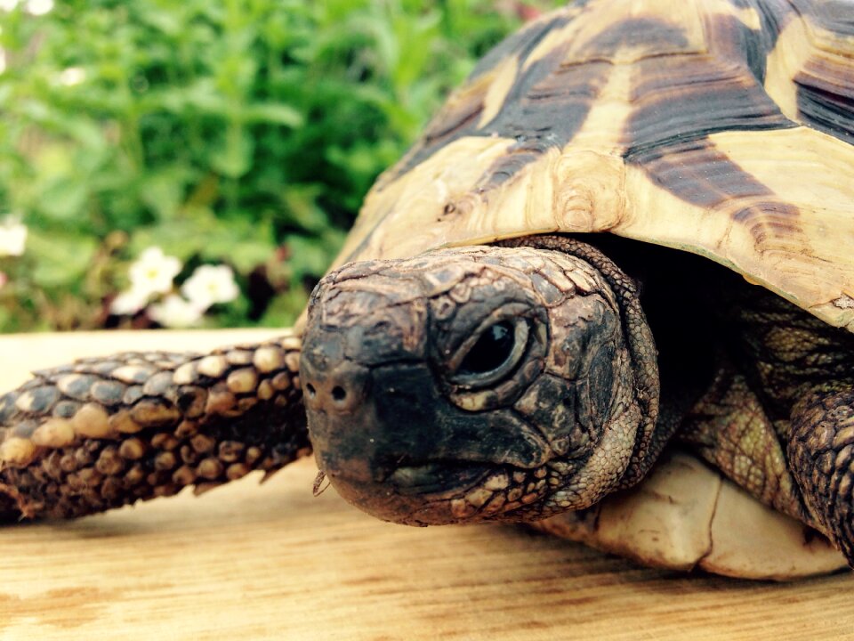 Greek tortoise turtle animal