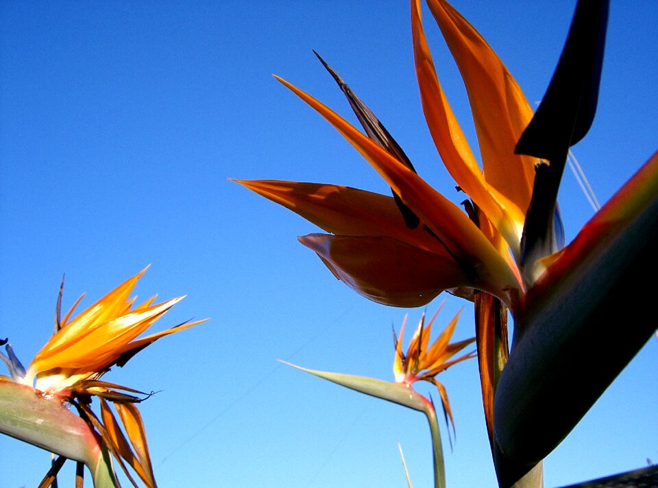 Strelitzia crane flower orange flower
