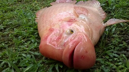 Fish photos big fish photo fish tilapia