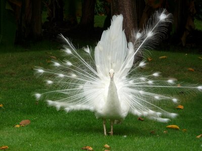 Beautiful bird travel gardens