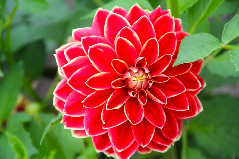 Bloom dahlia garden plant
