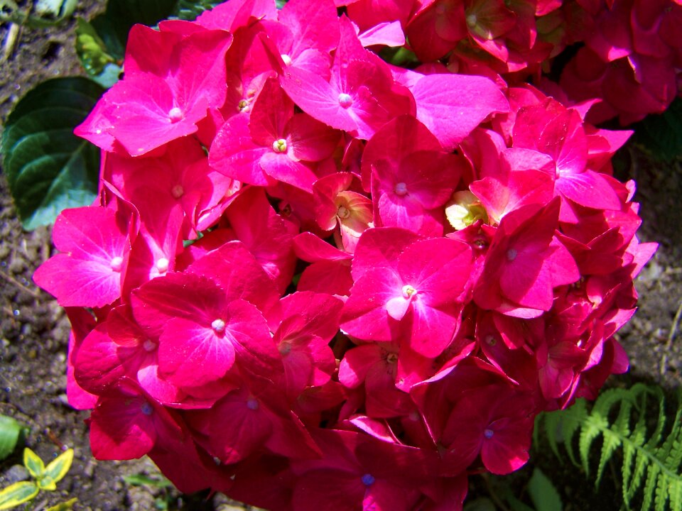 Pink hydrangea flower garden spring flower