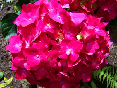 Pink hydrangea flower garden spring flower