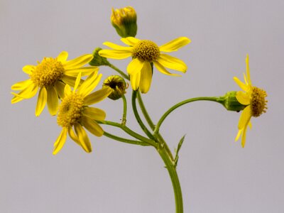 Bloom pointed flower yellow