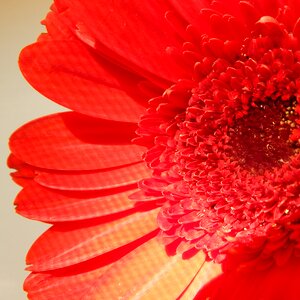 Nature floral blossom