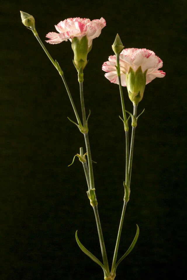 Pink ornamental plant macro