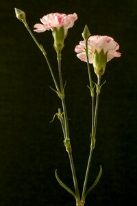 Pink ornamental plant macro