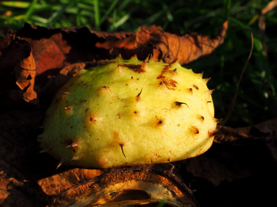 Autumn fruit autumn prickly