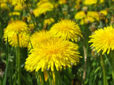 Yellow meadow flower photo