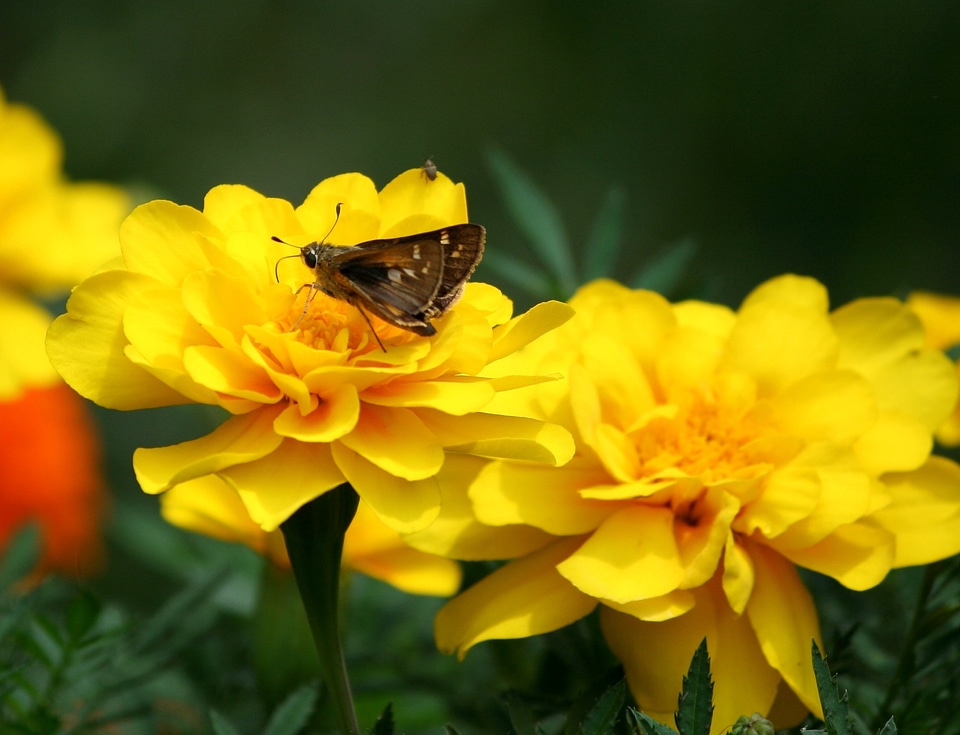 Insects marigolds macro