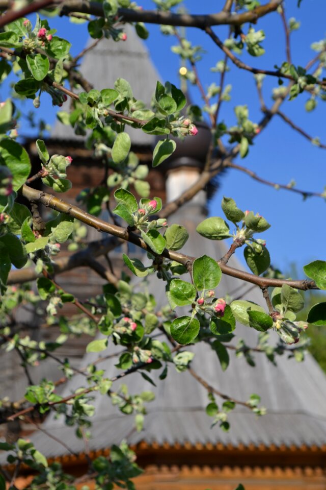 Spring apple tree moore