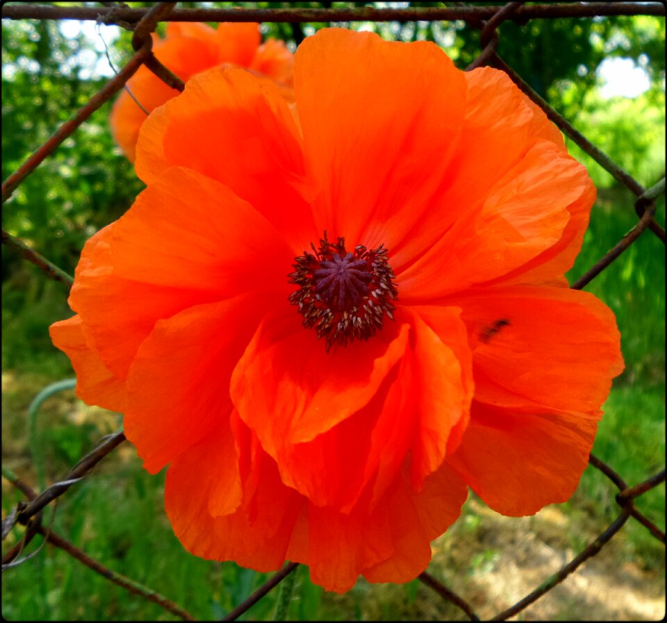 Poppy red spring
