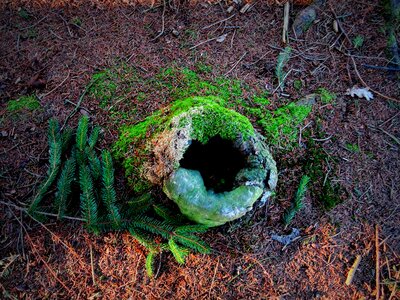 Stump forest wood