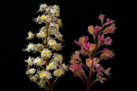 White red red flowering buckeye