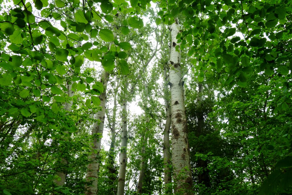 Trees leaves bark photo