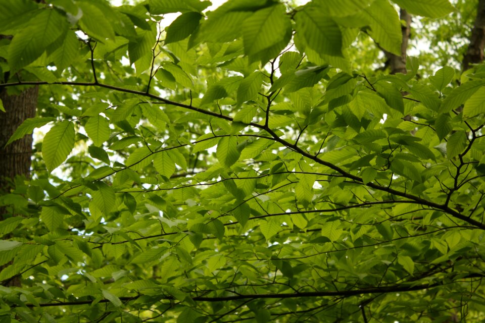 Leaf nature natural