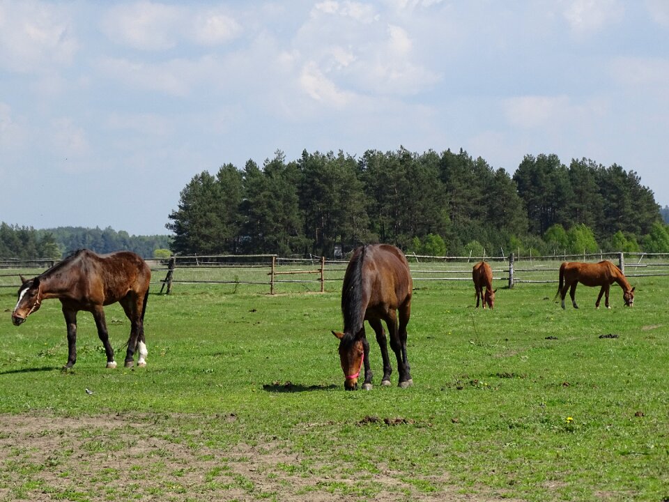 Horses pasture land grass
