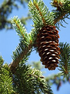 Cone pine pine cones