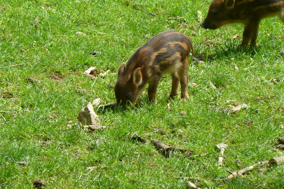 Piglet head drawing wild boar