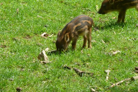 Piglet head drawing wild boar