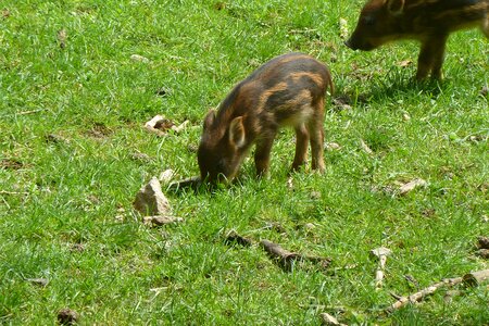 Piglet head drawing wild boar photo