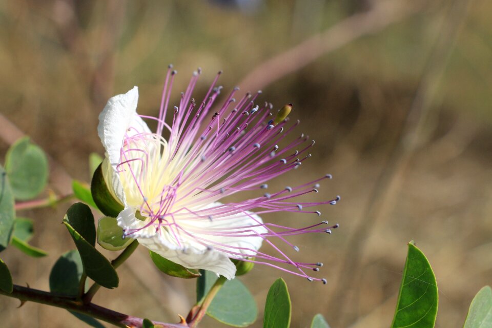 Blossom bloom flowers