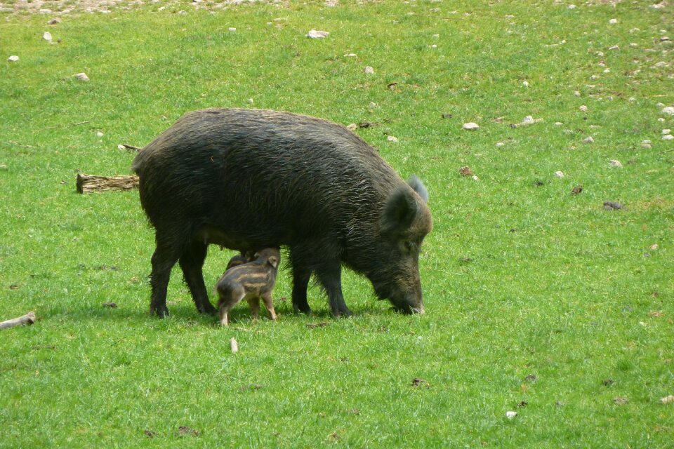 Little pig wild boar suckle