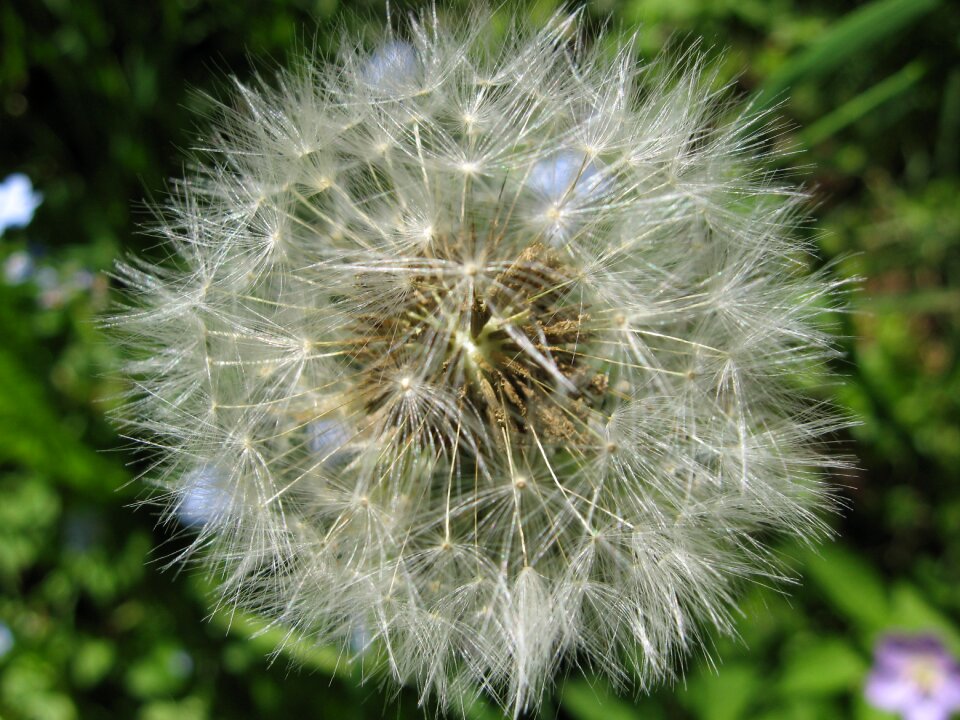Plant summer fluffy