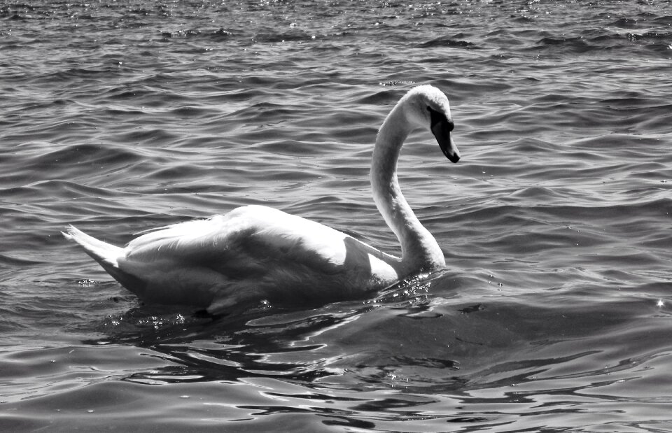 Cygnus long neck white swans