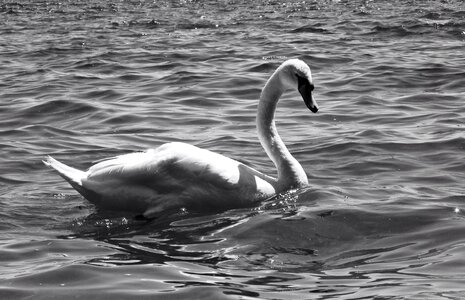 Cygnus long neck white swans photo