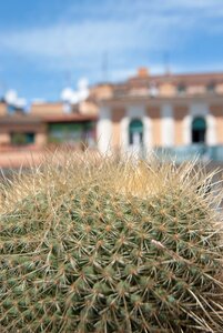 Nature succulent desert