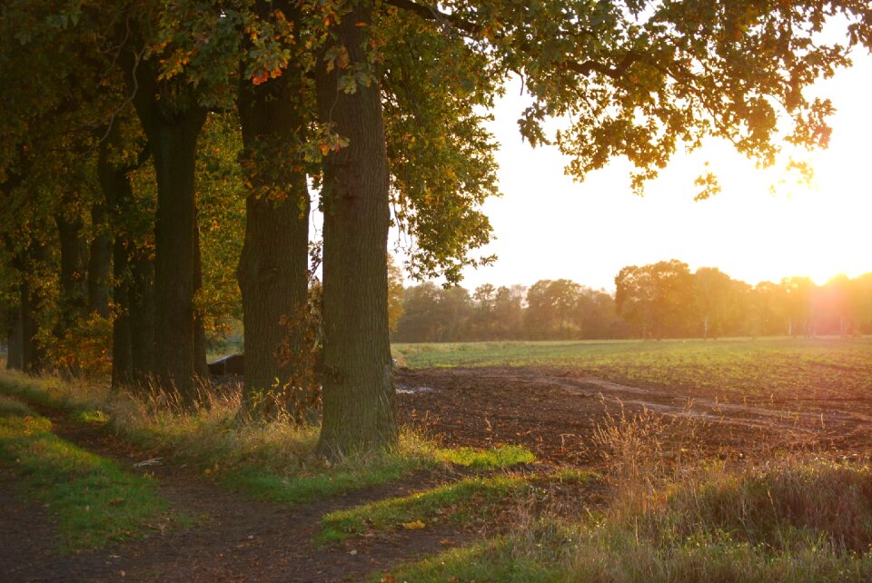Light sunset landscape