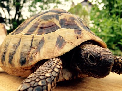 Turtle greek tortoise animal