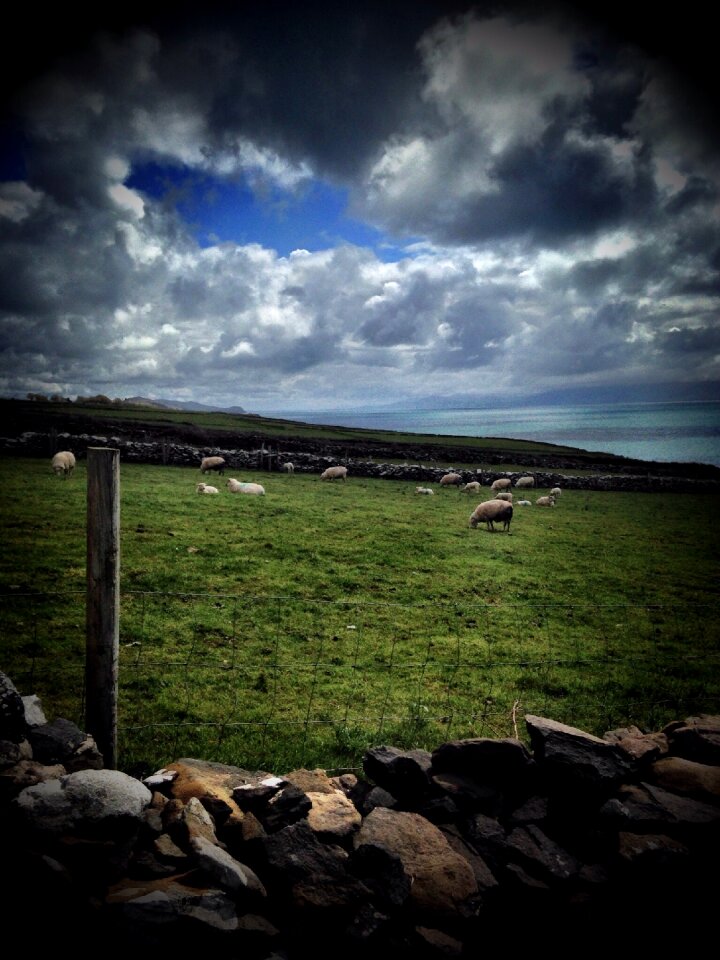 Sheep landscape