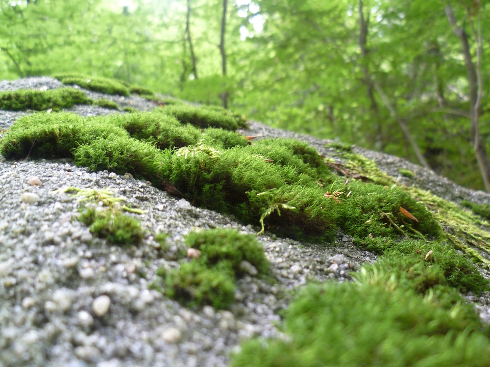 Nature forest green