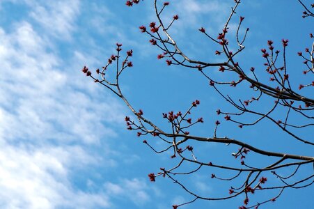 Tree sprout