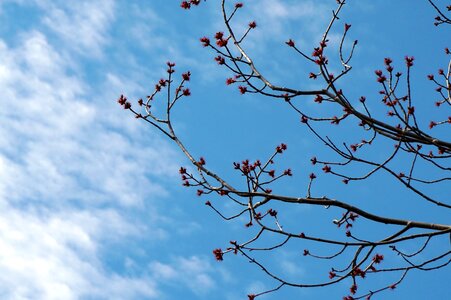 Tree sprout photo