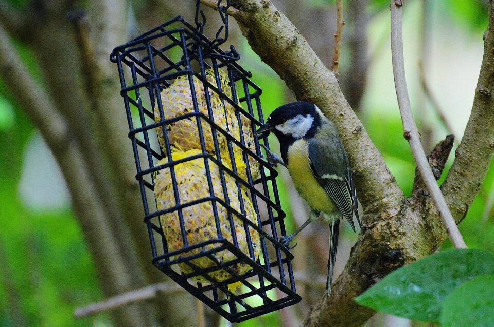 Bird seed nature small bird