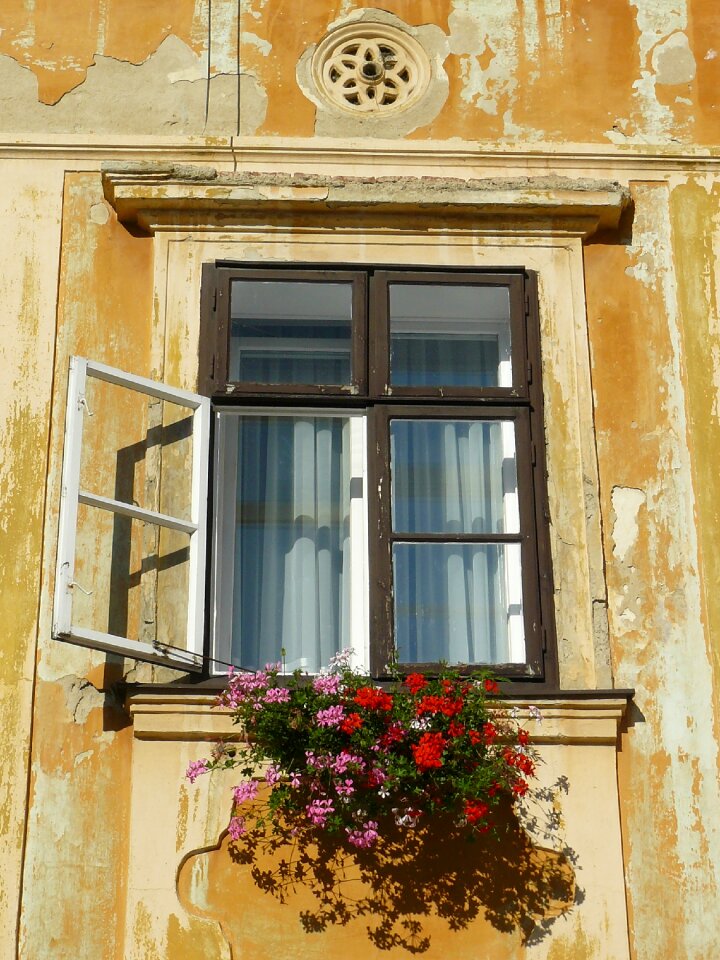 Old geranium open