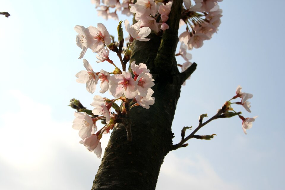 Nature pink flower tree