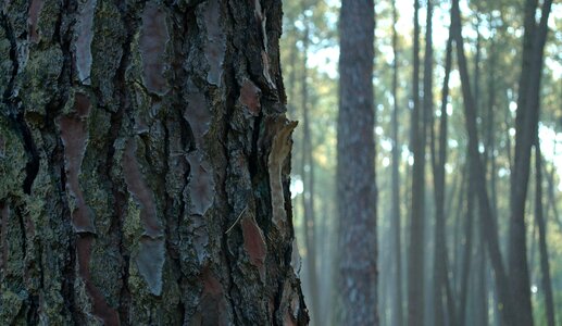 Tree trunk wood nature