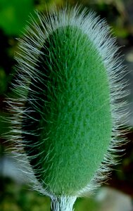 Flower buds green poppy