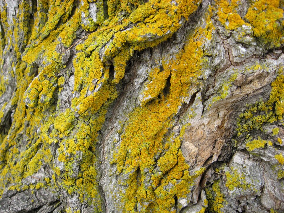 Texture natural growth